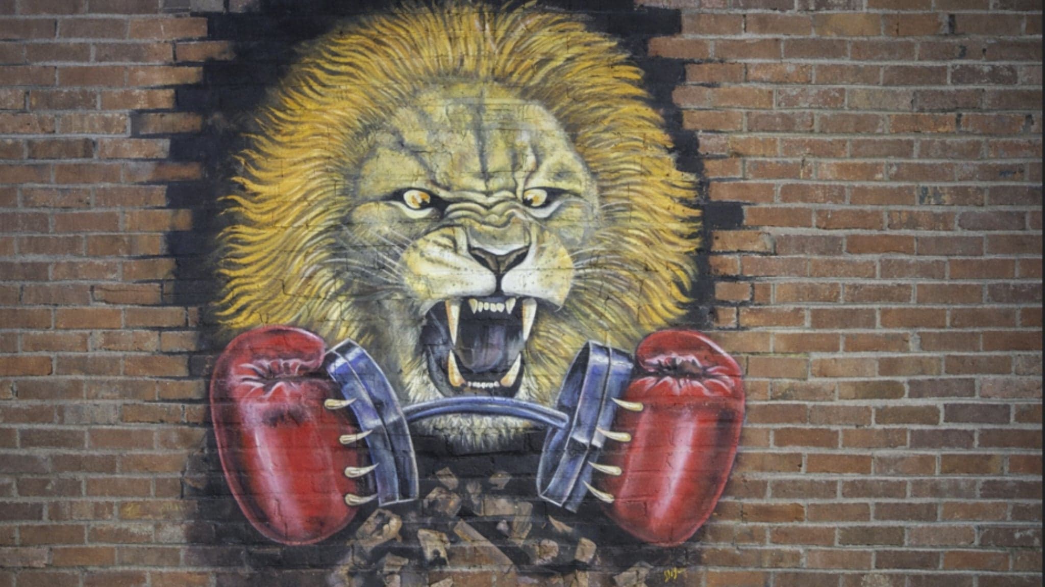 Boxing Extravaganza In The Roc