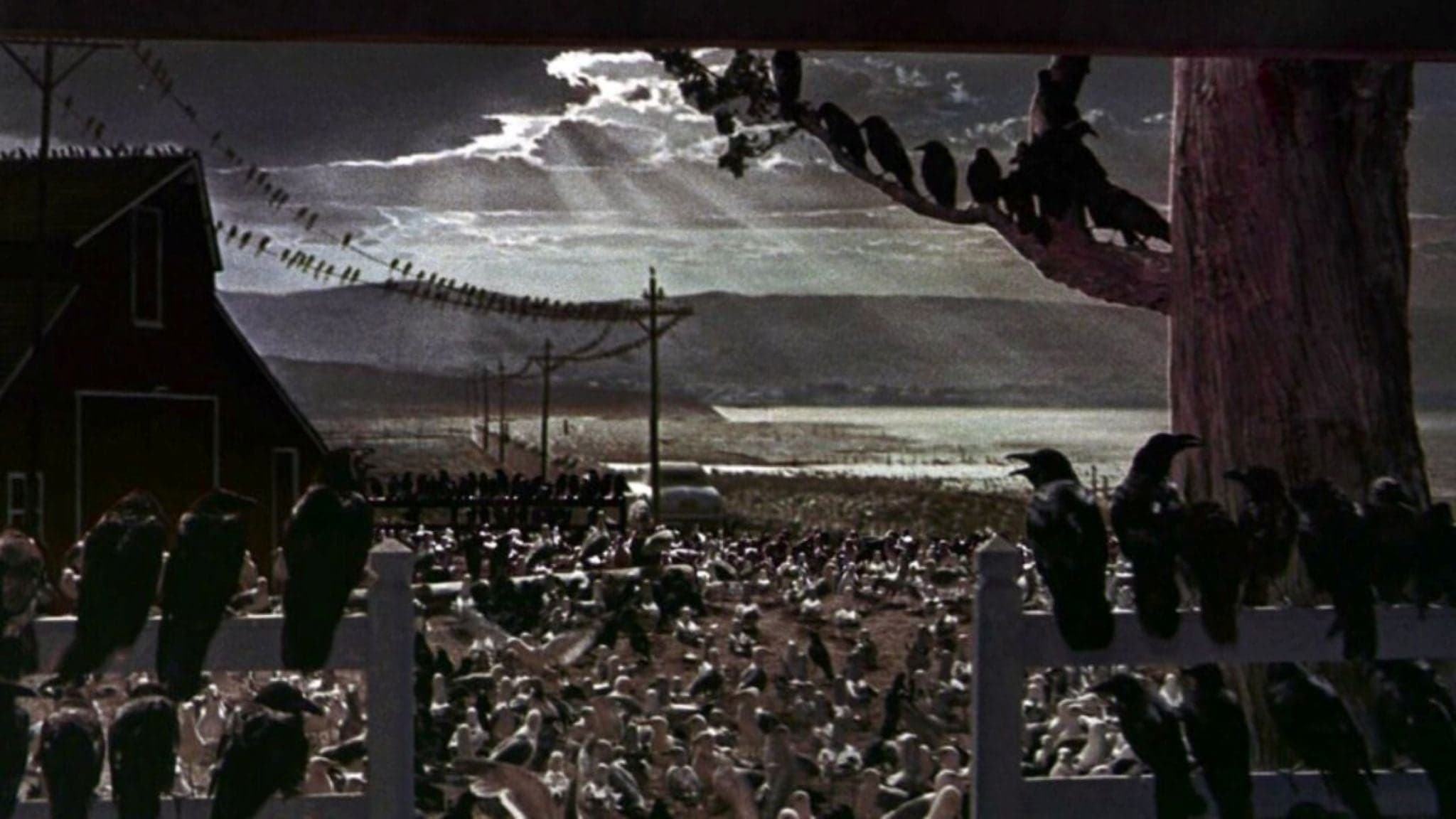 Bobby Stone Film Series: The Birds